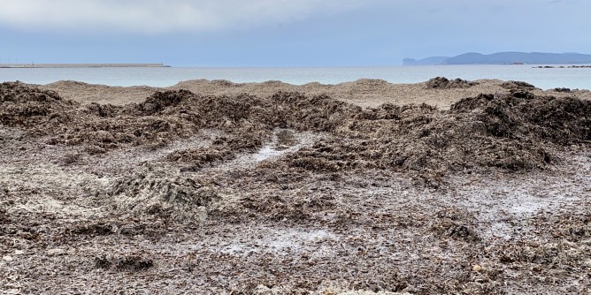 Rimozione posidonia, lavori ad Alghero