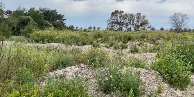 Posidonia dimenticata, sabbia a rischio