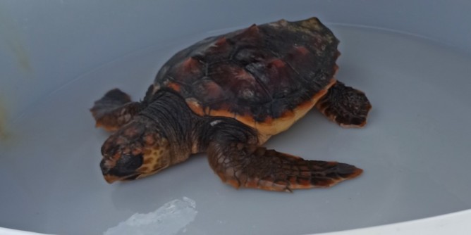 Caretta caretta recuperata all´Amp Capo Caccia