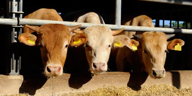 Focolai di malattia dei cervi su bovini: allarme