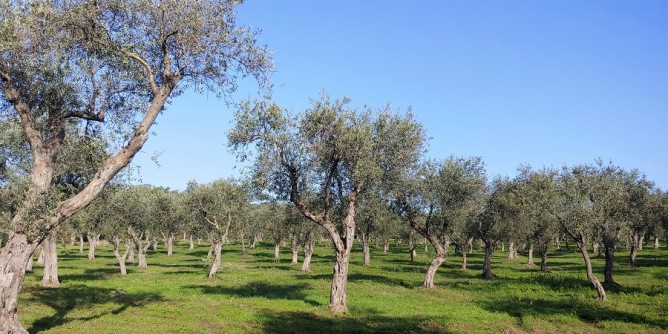 Olio Buono: via al percorso di educazione alimentare