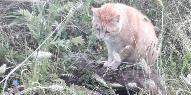 Bando per sterilizzare gatte delle colonie feline