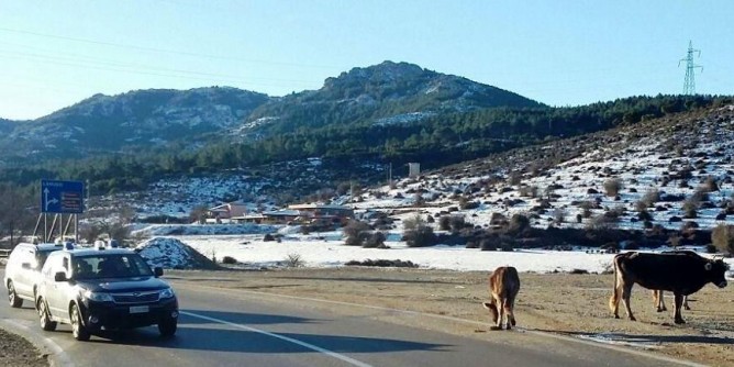 Animali vaganti su strada: attenzione dei Carabinieri