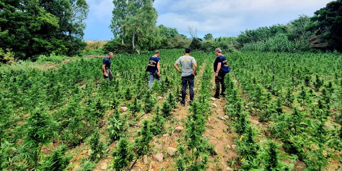 Piantagione sequestrata: doppio arresto a Dolianova