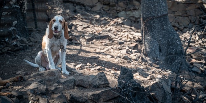 Cane impiccato a Siniscola: taglia da 5mila euro