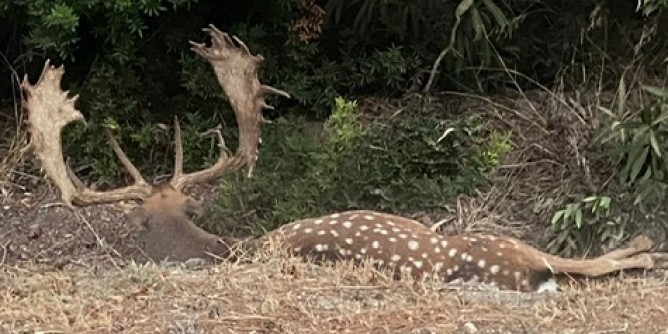 Fauna selvatica, necessaria nuova normativa