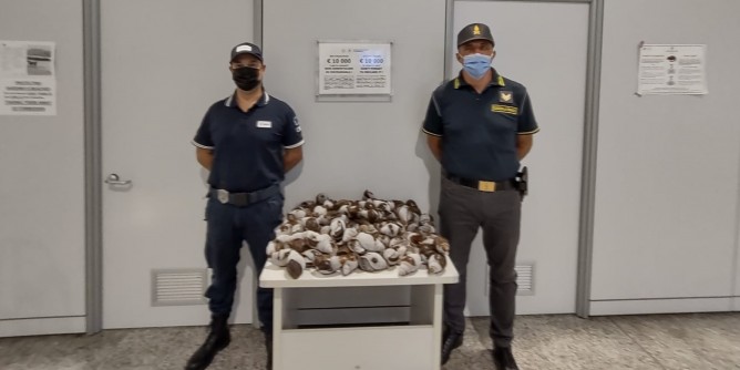 Sequestrati 30 kg di chiocciole africane ad Alghero