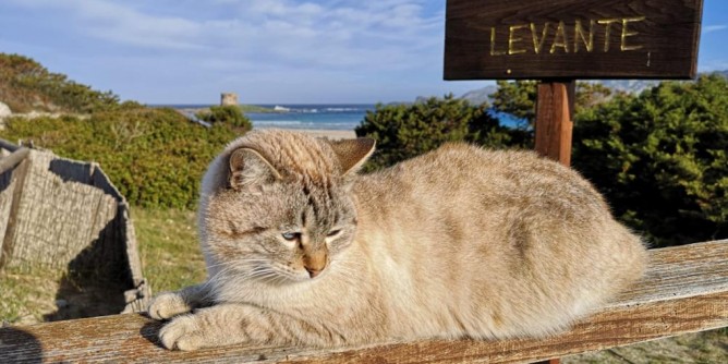 Censimento colonie feline a Stintino