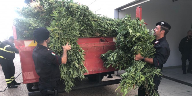 Sequestrate 2900 piante di marijuana