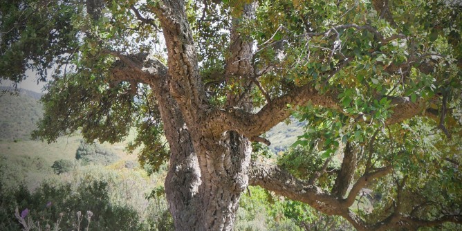 Gutturu Mannu: bracconieri al Parco