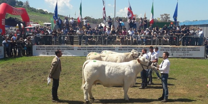 Bovino da carne: concorso a Ozieri