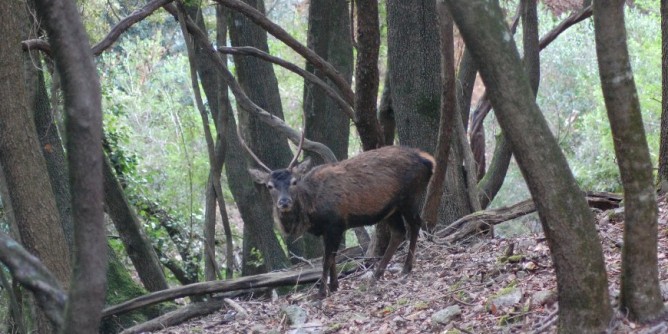 Piani fauna selvatica: sar un far west