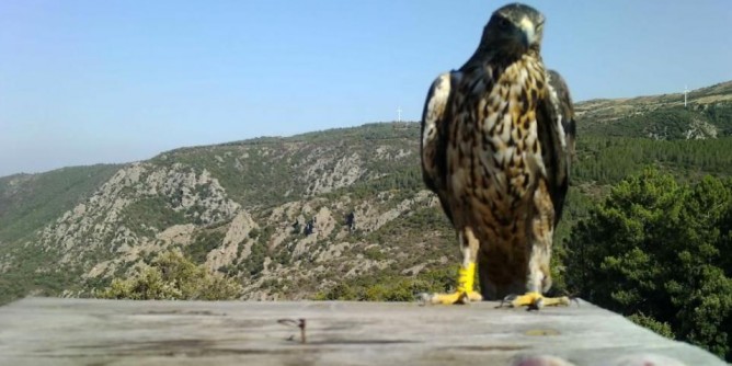 Caccia spericolata: Aquila di Bonelli perforata 