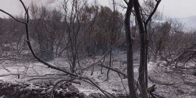 Incendi Oristanese: proroga domande 