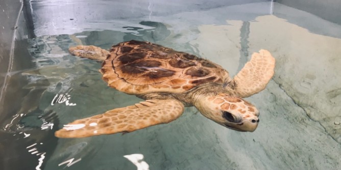 La tartaruga Valentino libera a Stintino