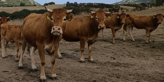 Malattie animali:  allarme rosso in Sardegna