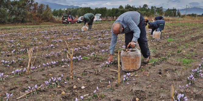 San Gavino celebra lo zafferano