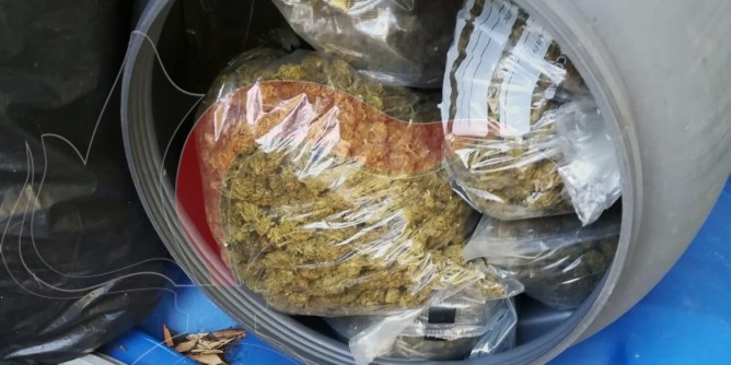 A Talana sequestrato un quintale di marijuana