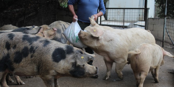 Tubercolosi bovina, Gallura indenne