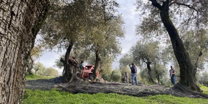 Camminata tra gli olivi a Sassari