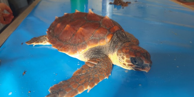 Salvata tartaruga marina al Parco Asinara 