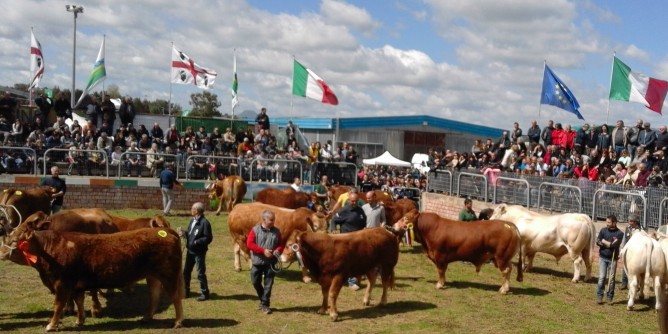 Bovini di razza sarda in mostra ad Ozieri