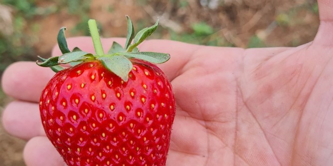 Sagra della Fragola: i ringraziamenti