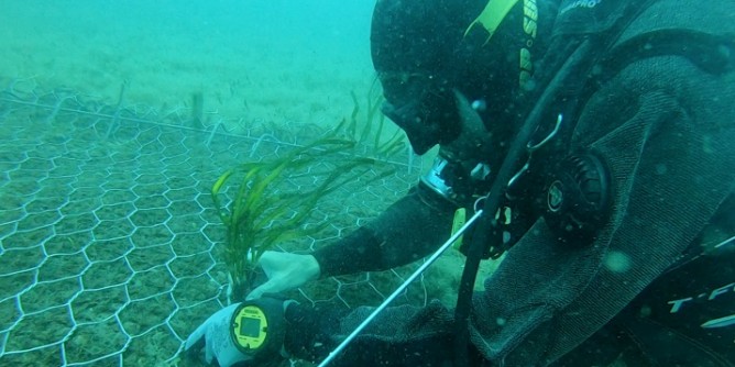 Trapianto posidonia nel mare di Porto Torres