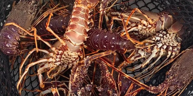 Aragoste illegali in area protetta, pescatori in fuga