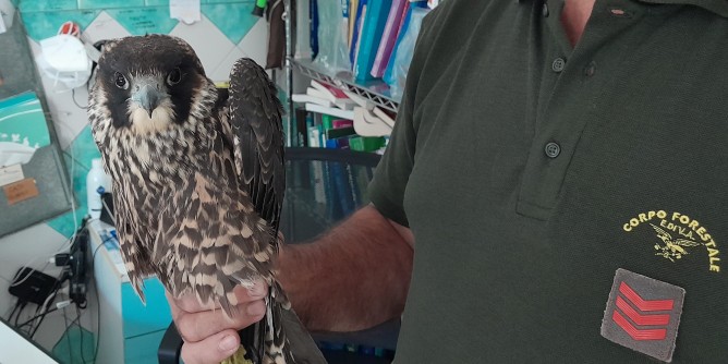 Falco pellegrino in salvo a Morgongiori