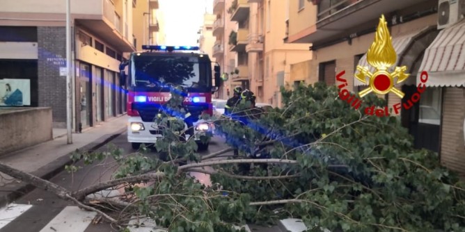 Sassari: precipita un ramo in via dei <i>Mille</i>