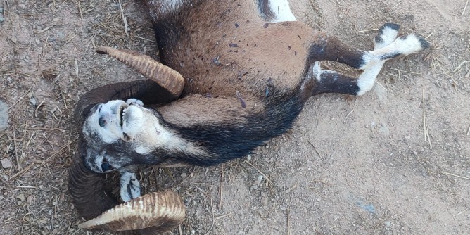 Muflone dilaniato a Capo Figari