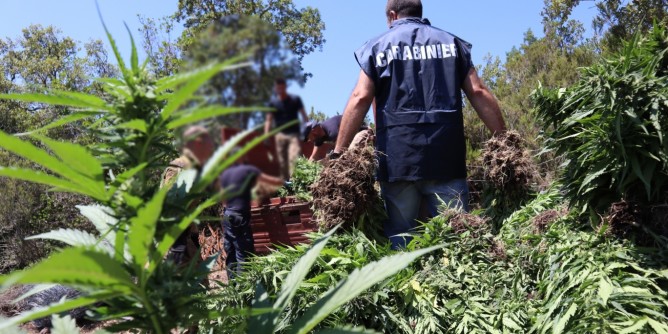 120 kg di marijuana nelle campagne di Fonni