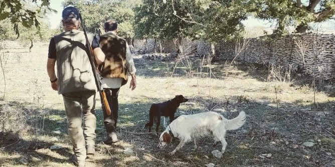 1 novembre: al via la caccia al cinghiale 