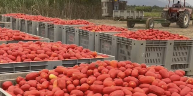 Stagione pomodoro: su la qualit e giu la produzione