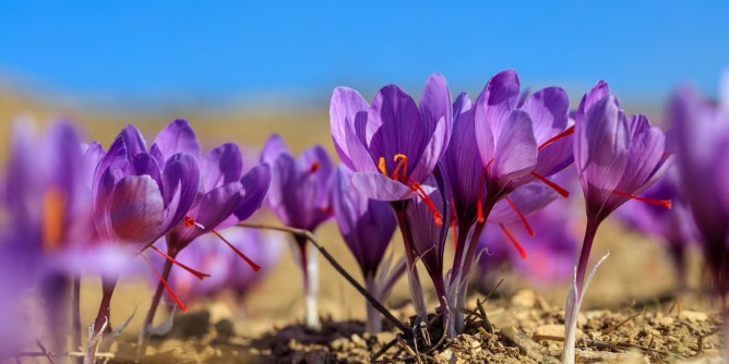 Villanovafranca si tinge di <i>viola</i>