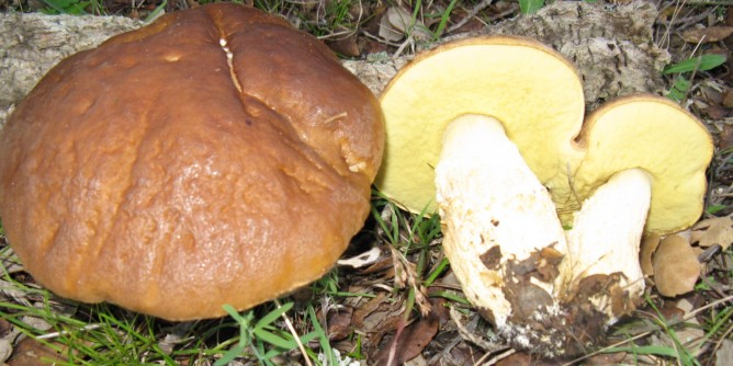 Seconda intossicazione per funghi: appello Asl