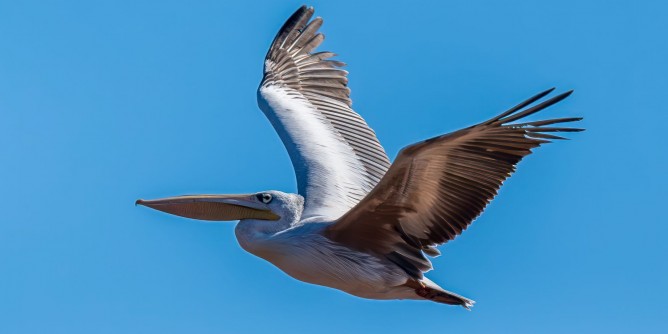 La sorpresa: Un <i>Pellicano</i> a Fertilia