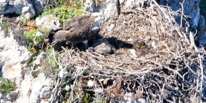 Il Falco Pescatore sceglie Capo Caccia