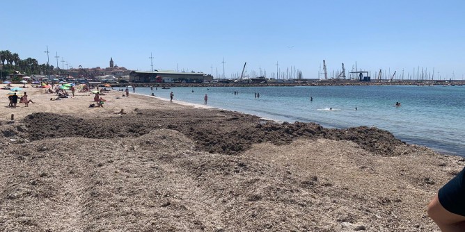 Spiagge e posidonia: task force al Lido