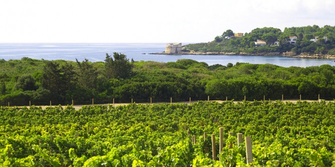 Inizia la vendemmia a Santa Maria la Palma