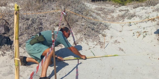 Budoni: Schiusa tartarughe spiaggia