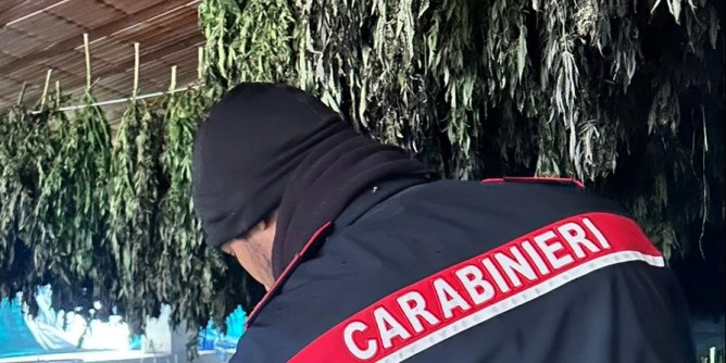 2500 piante di marijuana sequestrate a Bortigali