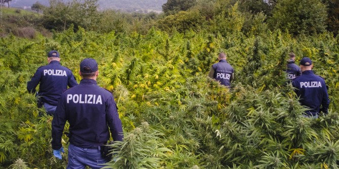 Doppio sequestro di marijuana nel Nuorese