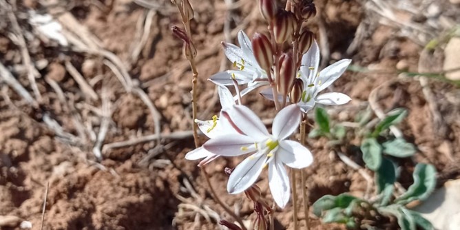 Nuove specie botaniche ad Alghero