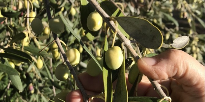 Olio Evo in festa a Maristella