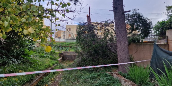 Alberi pericolosi, interventi urgenti