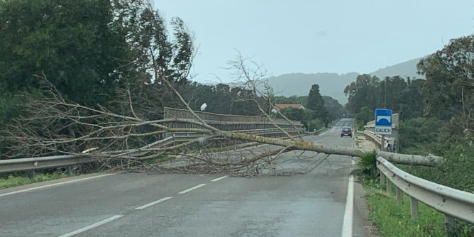 Albero precipita sulla strada per l´aeroporto 