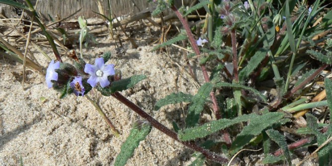 Mugoni, a dimora le plantule di <i>Anchusa Sardoa</i>