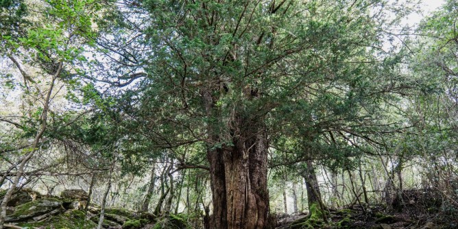 Tasso di Urzulei all´European Tree of the Year 2025